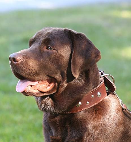 Нашийник за кучета от дебела естествена кожа с ширина 2 инча Кафяв цвят, подходящ за ретривър, Доберман, булдог, Cane Corso, Питбуля