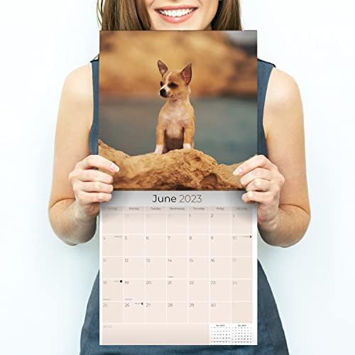 Календар за Чихуахуа на 2022 2023 година - Месечен Стенен календар породи кучета - 12 x 24 в прав текст - Плътна хартия, без синини -